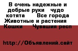 В очень надежные и добрые руки - чудо - котята!!! - Все города Животные и растения » Кошки   . Чувашия респ.